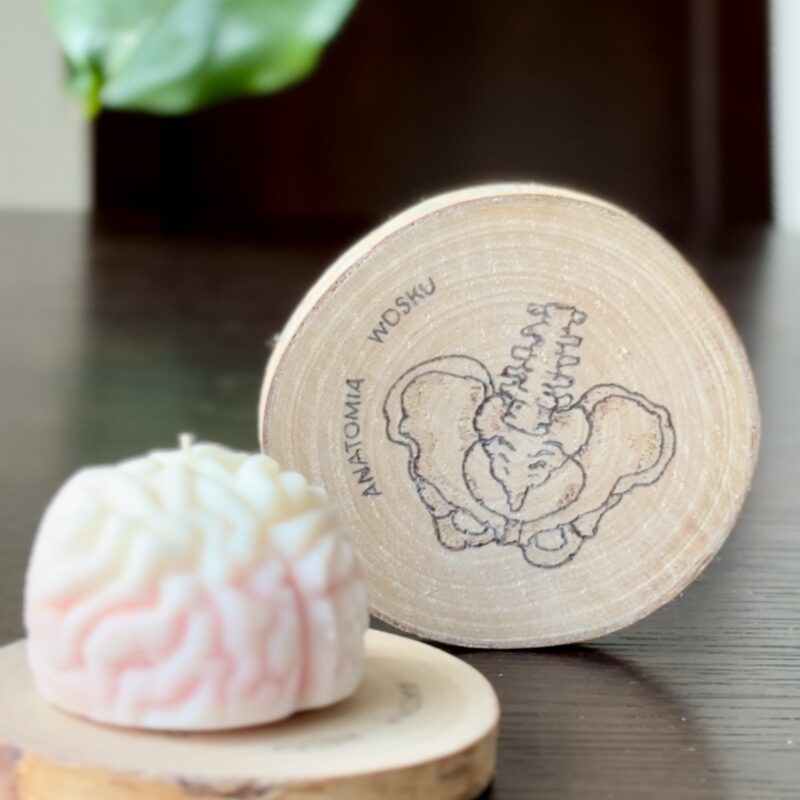 anatomiczna podstawka - miednica